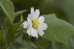 Whiteflower leafcup